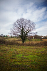 A tree with a beautiful crown without leaves