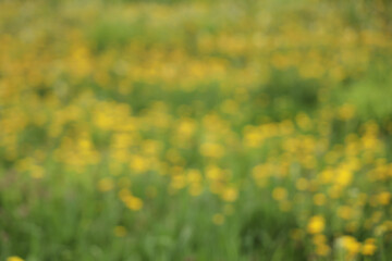 abstract blur blurred defocused of yellow flower on fresh green grass background. Field of yellow flowers and green grass defocus. Spring summer background, sunny, green bright soft background texture