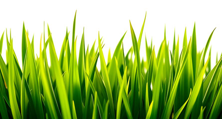 Fototapeta premium Sharp green grass isolated background
