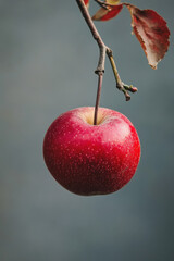 Fruit Pictures 