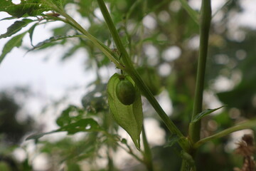 Cape gooseberry or Golden berry (Physalis peruviana), Healthy fruit
