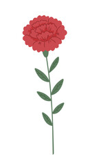 A vibrant red carnation with green leaves and stem for Mother's Day
