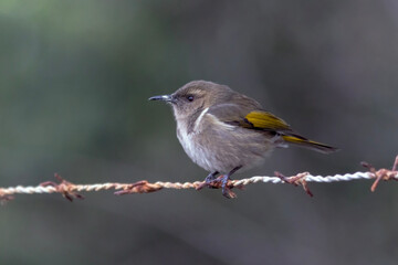 Crescent Honeyeater - Phylidonyris pyrrhopterus perched on wire against dark background