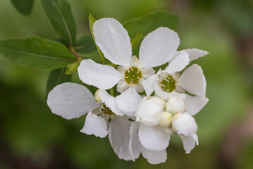 common pearlbrush