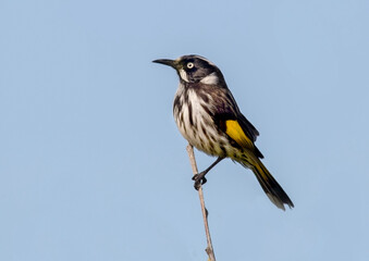 New Holland Honeyeater - Phylidonyris novaehollandiae - Perched Against a Bright Blue Sky