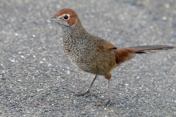 Rufous Bristlebird - Dasyornis broadbenti standing on a road
