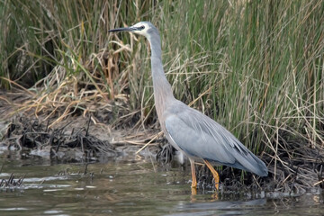 White-faced Heron - Egretta novaehollandiae - wild heron standing on wetland edge