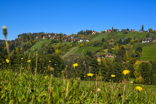 Schilcher Weinstrasse, Sankt Stefan ob Stainz, Steiermark, &Ouml;ste