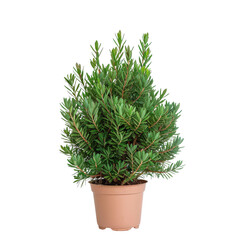 Lush Green Potted Plant with Vibrant Foliage in Simple Terra Cotta Pot for Indoor Decor