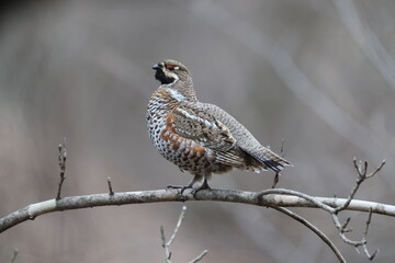 Common Name:n Hazel Grouse
Sci. Name: Tetrastes bonasia