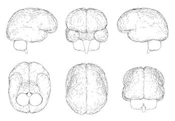 The image is a series of six different drawings of the brain. Each drawing is in black and white and shows a different part of the brain. The drawings are all very detailed