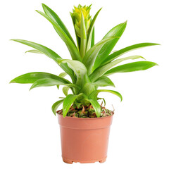 Obraz premium Vibrant Green Pineapple Plant in a Small Terracotta Pot for Home Decor and Indoor Gardening