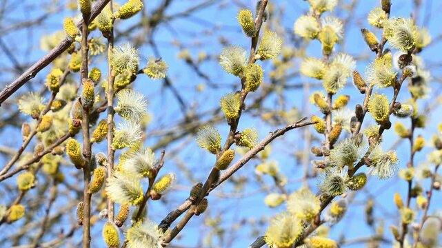 Branches of Salix caprea with catkins sway in the wind. goat willow, pussy willow or great sallow. Nature background. The coming of spring.