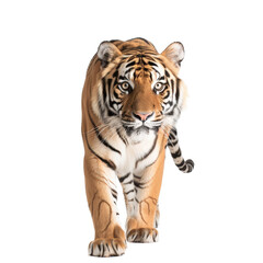 Obraz premium Majestic Tiger Striding Through a White Background with Intense Gaze and Striking Features