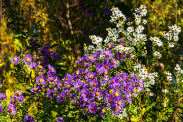 New England Aster blooming in meadow, Hamilton, ON, Canada