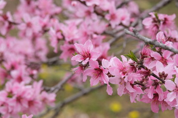 ピンクが濃ゆい桃の花