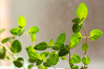Young green chocolate mint leaves growing on plant in pot on windowsill of home