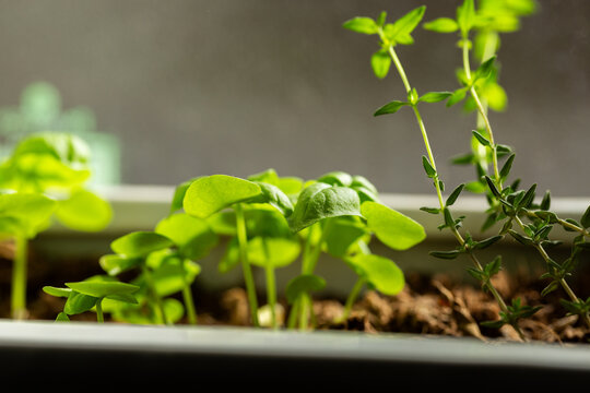 Basil seedlings growing in pot on windowsill of home