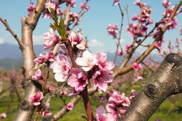 peach tree blossom in spring