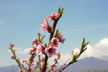 peach tree flowers and the blue sky