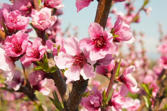 flowering peach tree