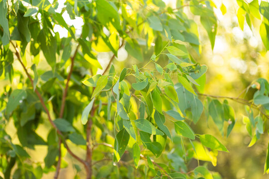 Close up of green eucalyptus gum leaves backlit in summer sun in bushland