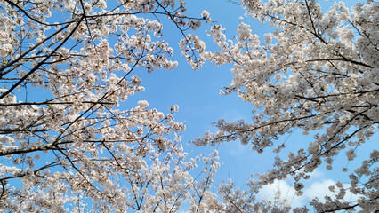 Beautiful White Cherry Blossom flowers, with a  clear blue sky, Boramae Park in Seoul, South Korea, for a background