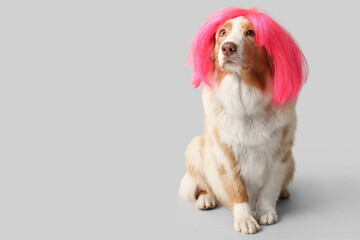 Cute Australian Shepherd dog in pink wig on grey background. April Fools day celebration