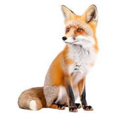 Obraz premium Red Fox Sitting Attentively in Nature with Curled Tail on Transparent Background