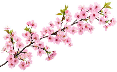 Blooming Pink Cherry Blossom Branch with Transparent Background Floral Beauty