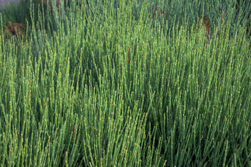 Green background of detail of unflowered green pionno retama bush