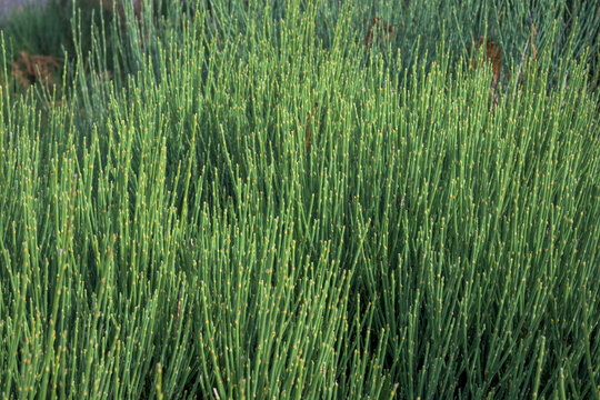 Green background of detail of unflowered green pionno retama bush