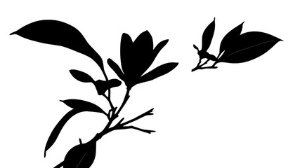 Elegant Magnolia Silhouette,  Nature's Graceful Form
