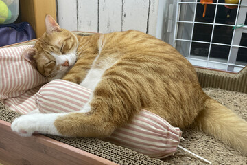 Kitten sleep on bed hug pillow. Fluffy tabby kitten snoozing comfortably on bed. Cat sweet dreams.