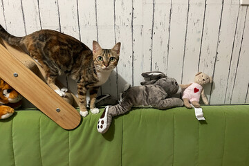 Cat playing on stairs. Cute fluffy Cat enrichment and happiness. kitten and toys