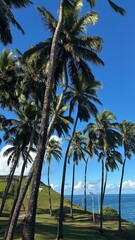 palm trees on the beach - Cristo da Barra 