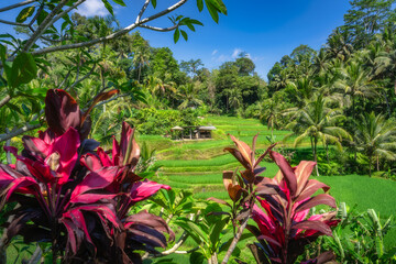 A stunning view features vibrant foliage and lush rice terraces under a clear blue sky, beautifully showcasing the tropical landscape in harmony with nature, Ubud, Bali, Indonesia
