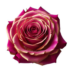 The Timeless Beauty of a Blooming Rose. The Charm of a Perfect Rose.