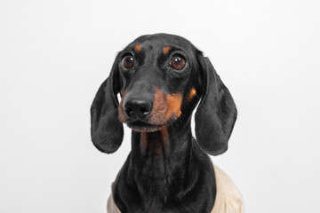 dachshund with shiny black fur and warm brown markings gazes attentively. the dog puppy is dressed...