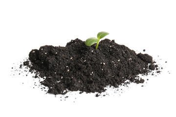 Green seedling in heap of soil on white background