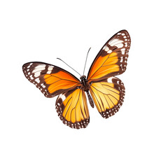 Fototapeta premium macro photo of colorful butterfly