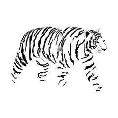 Tiger is a symbol of strength and power of wild nature. Majestic predator. Personification of strength and grace.