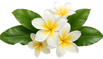 Remove BG
Delicate white and yellow plumeria blossoms, isolated on a transparent background—ideal for tropical decor, beauty products, and floral arrangements