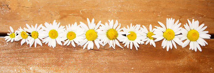 frame. Natural composition. daisies. The beautiful flowers chamomile on a wooden background