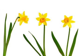set. daffodil. spring flowers narcissus isolated on white background