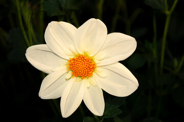Colorful dahlia flowers on a background of the autumn landscape
