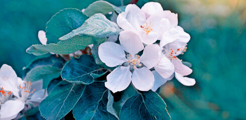 Blurred. Spring. Blossoming branch apple. nature