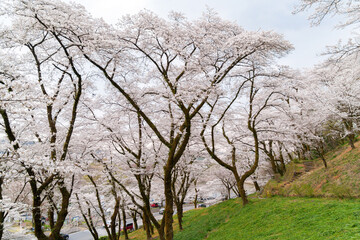 Obraz premium 神奈川県相模原市津久井湖、城山公園の満開の桜