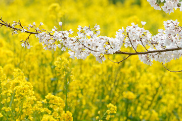 神奈川県秦野市蓑毛の淡墨桜（ウスズミザクラ）