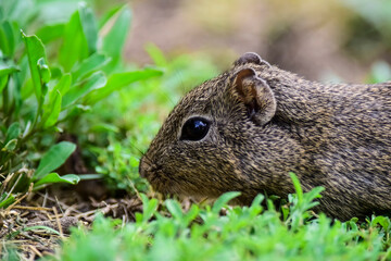 Desert Cavi, Lihue Calel National Park, La Pampa Province, Patagonia , Argentina